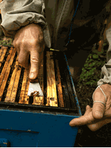 Propolis krople 20%