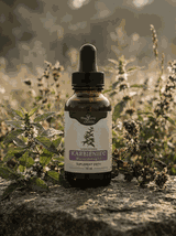 Karbieniec nalewka 1:1