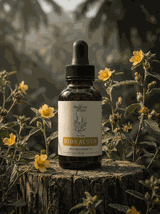 Sida acuta nalewka 1:1