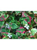 Houttuynia cordata ziele