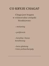Czaga - guz brzozy