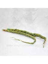 Trawa żubrówka (sweetgrass)