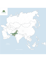 Róża czerwona płatki kwiatu