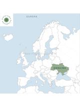 Żeń-szeń syberyjski korzeń