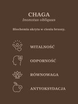 Czaga - guz brzozy