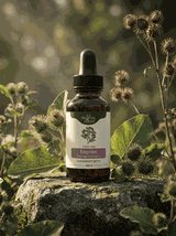 Łopian wyciąg ziołowy 1:1