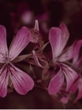 Pelargonia afrykańska wyciąg ziołowy 1:5