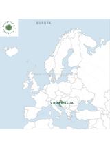 Rumianek kwiat