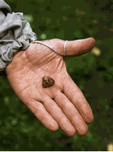 Propolis surowy