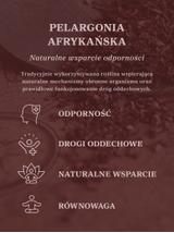 Pelargonia afrykańska wyciąg ziołowy 1:5