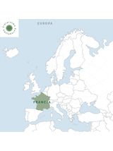 Mięta zielona spearmint liść