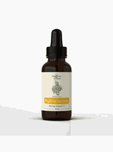 Artemisia annua nalewka 1:1