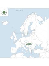 Dziewięćsił bezłodygowy korzeń
