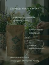 Piołun ziele