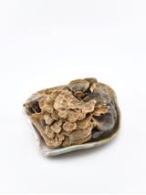 Maitake grzyb
