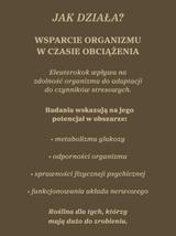 Żeń-szeń syberyjski nalewka 1:1