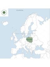 Rdestowiec japoński kłącze