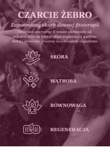 Czarcie żebro (ostrożeń warzywny) ziele