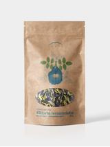 Klitoria ternateńska kwiat