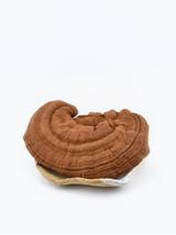Reishi grzyb