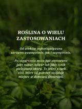 Przytulia czepna ziele