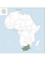 Rooibos zielony naturalny