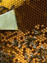 Propolis krople 20%