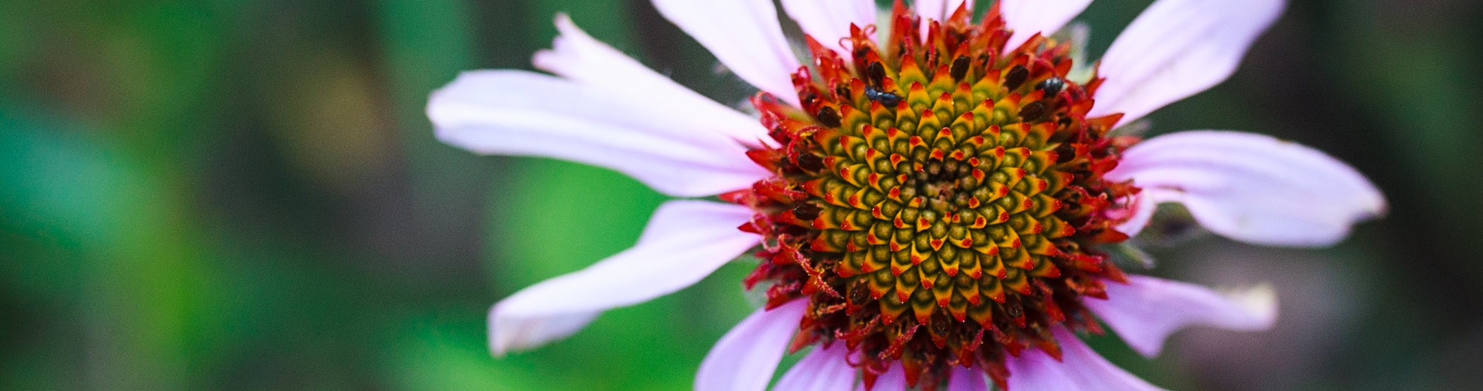 Echinacea - przyjaciółka odporności!